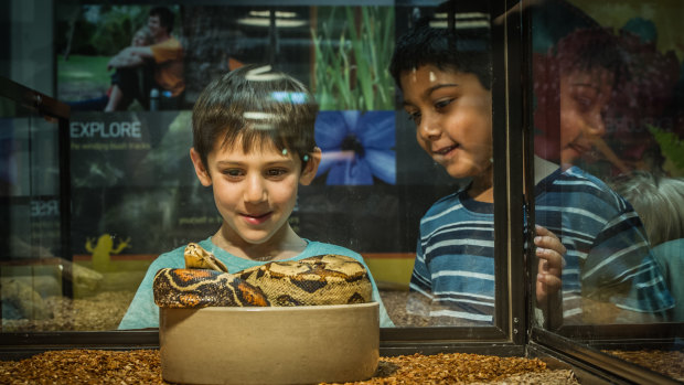 Kyle Rutter (left) and Aneesh Indrakanti check out one of the snakes at the <i>Snakes Alive!</i> exhibition at the National Botanical Gardens. 