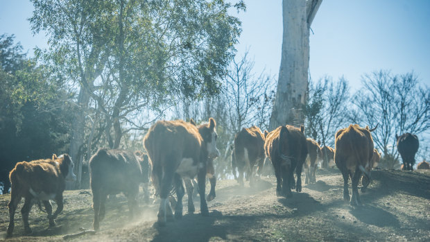 Cattle on Mark and Sonia Horan's farm in Braidwood. They have water in only three of their 23 dams.