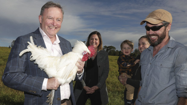 Opposition Leader Anthony Albanese holds up a chicken during his May visit with Labor candidate for Eden-Monaro Kristy McBain to  meet  bushfire-affected poultry farmers Lyndal and Dan Tarasenk.