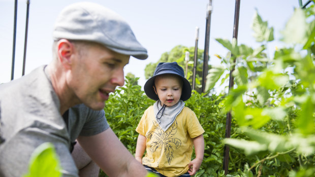 Alec and Calle Thornton, 2, made extra trips to their plot at the Canberra City Farm to ensure the plants survived the heat.