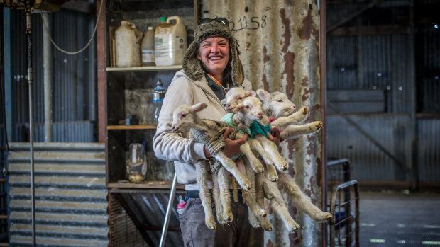 Yass farmer Rachel Allen rugs up her day old lambs in hand-knitted jumpers to help them survive the winter during the drought. 