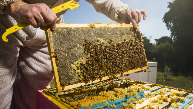 Bees are worth about $90 million a year to Australia.
