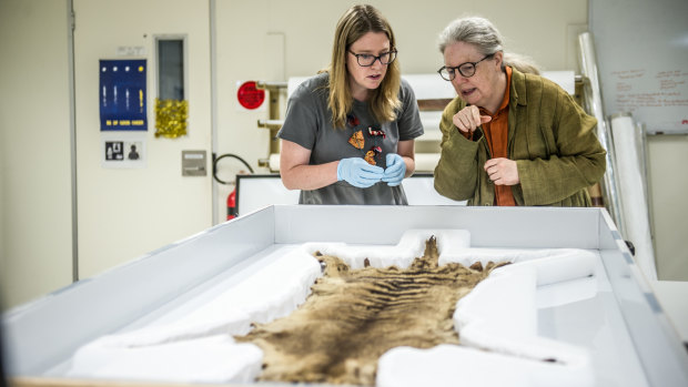 National Museum of Australia conservator Prue Castles (left) and head curator Dr Martha Sear, check out a newly acquired, rare thylacine (Tasmanian tiger) pelt.