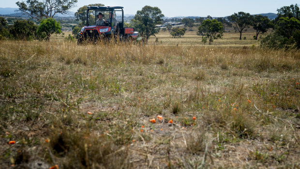 Diced carrots laced with 1080 poison are left out as bait for rabbits and hares as part of a pest eradication program at Mulligans Flat.