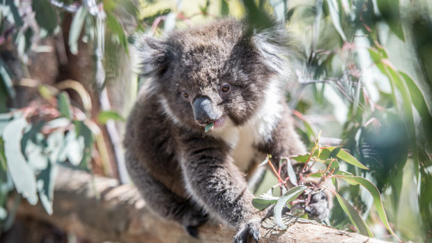 Malu the 18-month-old koala was released from the Tidbinbilla breeding program on Wednesday. 