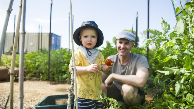 Calle Thornton, 2, helps out dad Alec Thornton at the Canberra City Farm in Fyshwick on Saturday.