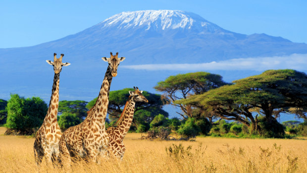 Three giraffe in front of Mount Kilimanjaro.