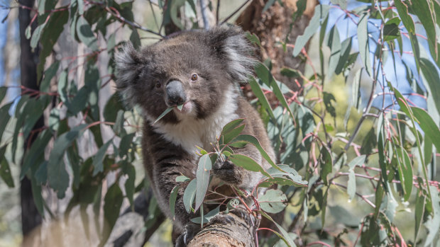 Koalas are under unprecedented stress after bushfires and ongoing land clearing. 