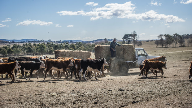 Cattle following the truck with hay