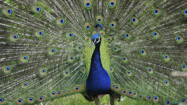 A glamorous Narrabundah peacock. 