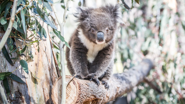 Australia has a poor record on protecting threatened species, including the iconic koala.