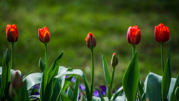 500-1000 visitors pass through the gardens of Tulip Top each day during peak season.