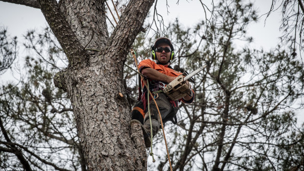 Connor Walker, a trainee arborist, is working on removing dead pines from the Yarralumla Dog Park. 