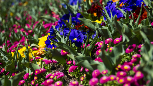 Floriade opens to the public on Saturday, celebrating all the colour and life of spring.
