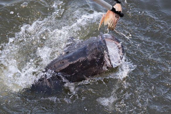 Feeding time for a hungry Murray cod, one of 20 rescued from Menindee and taken to the Narrandera Fisheries Centre during last summer's big fish kills.