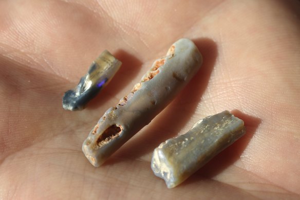 The tiny opalised jaw and teeth fossils contain rich information about ancient species’ lives and diets.
