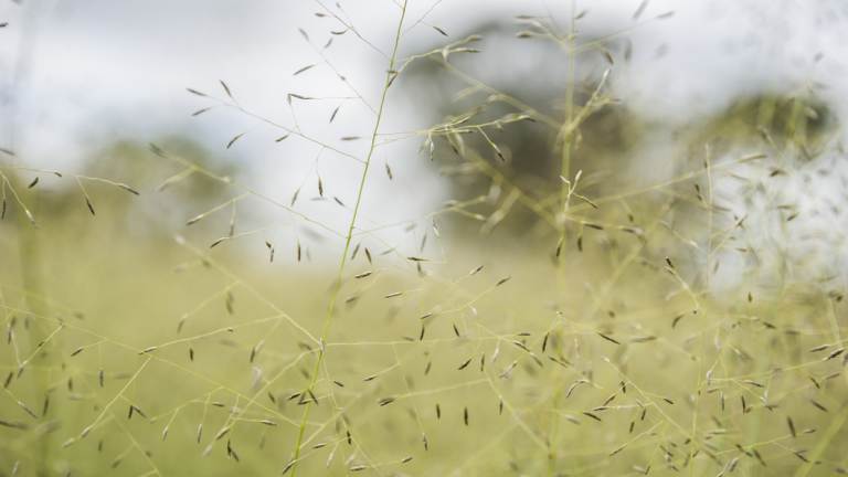 African lovegrass invading Canberra.