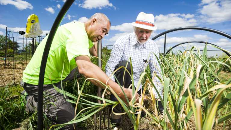 Bob Hefner and Song Chen harvesting garlic at Pialligo Garden Lots.