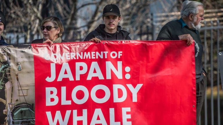 People protest outside the Japanese Embassy in Canberra.