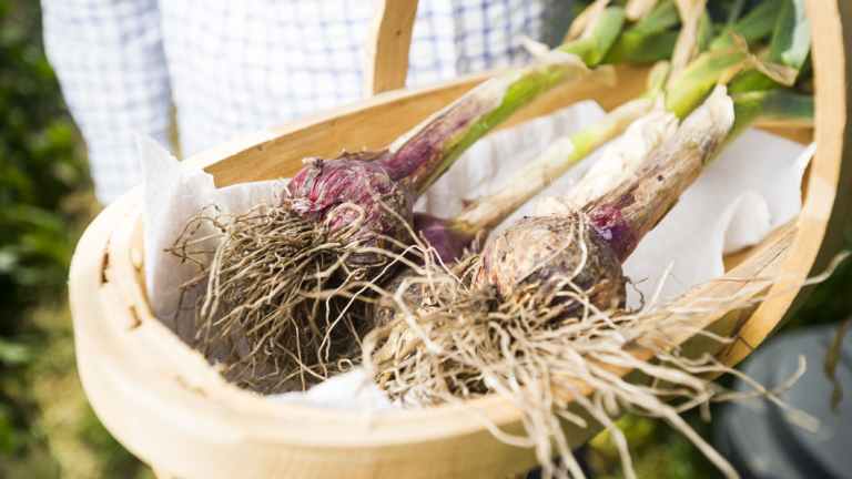 Bob Hefner showing off his garlic harvest. 