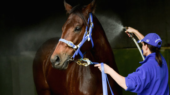 In happier days. Strapper Karen Ussher washes the Robert Smerdon-trained Shamal Wind at Aquanita's Caulfield Racecourse stables in 2015.