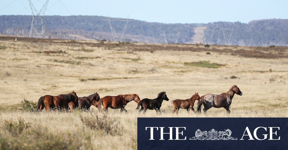 Feral horse populations boom in Kosciusko National Park despite culling efforts - Vimarsana News