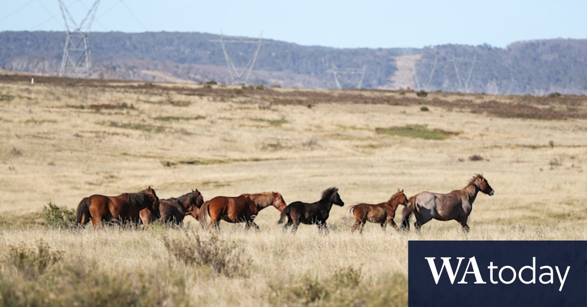 Feral horse populations boom in Kosciusko National Park despite culling efforts - Vimarsana News