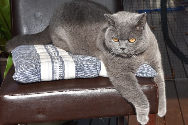 Obi the cat nearly lost an eye after getting scratched in a fight with another cat while roaming.