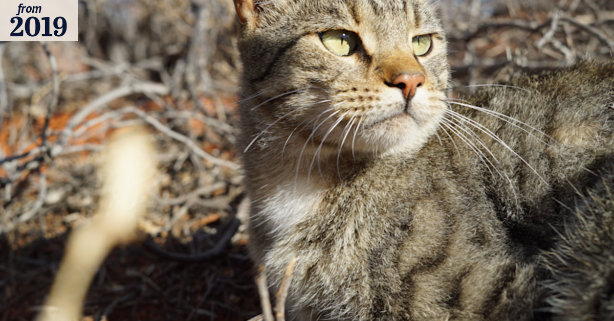 Extreme weather, rising seas, feral animals: the state's environmental ...