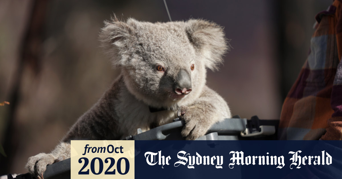 A Koallective Noun For Koalas A Torpor A Caramelli A Barilaro