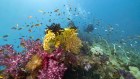 Alva Beach. The Great Barrier Reef has had five mass coral bleaching events in the past eight years.