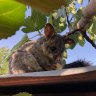 Heat-stressed possum helped to cool down as Canberra starts to swelter