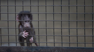 A baby monkey stands inside a cage at the former Buenos Aires Zoo in 2016. The city government announced a week earlier it would transform the zoo into an ecological park for a limited number of species.