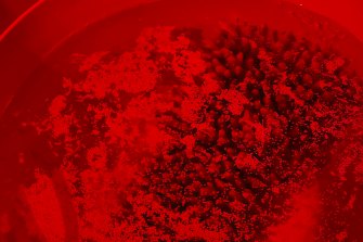 Acropora tenuis coral larvae comes to the water’s surface at the Exmouth Research Lab. 