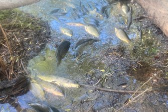 Dead and dying fish in the Macquarie River near Dubbo in central NSW earlier this week.