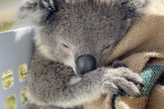 UQ researchers say a koala retrovirus is greatly increasing the risk that the animals will succumb to chlamydia.