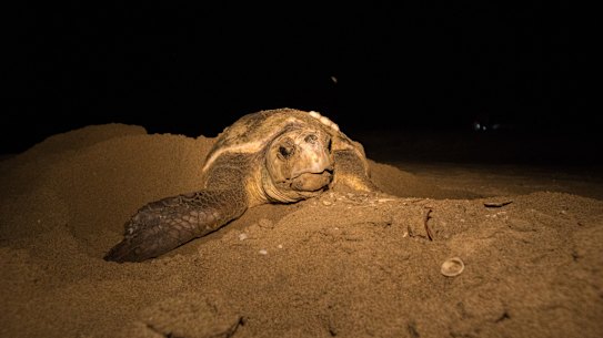 A loggerhead turtle nesting at Wreck Rock.