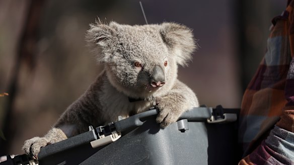 A koala is released back into bushland at the Two Thumbs Wildlife Trust's koala sanctuary near Cooma, NSW.