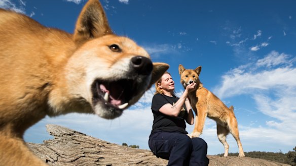 Author Favel Parrett is writing a book for kids about dingoes. She is pictured with Wandi, who as a tiny pup fell from the sky in Wandiligong.