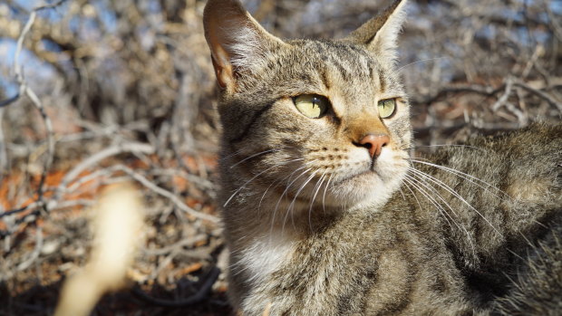 Feral cats have proved difficult to control and have been devastating to native mammals.