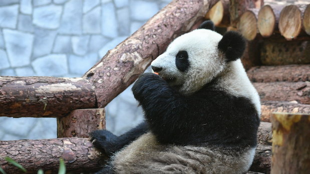 A giant panda sits in the enclosure before the visit of Russian President Vladimir Putin and his Chinese counterpart Xi Jinping at the zoo in Moscow.