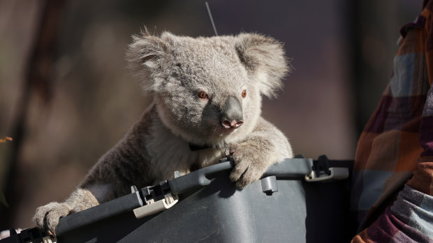 A koala is released back into bushland at the Two Thumbs Wildlife Trust's koala sanctuary near Cooma, NSW.