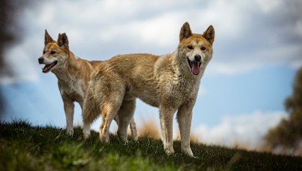 The Victorian government has been working on plans to fit critically endangered dingoes in the state’s west with electronic collars.
