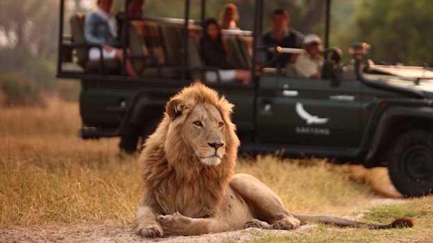 Lion-spotting on safari in Botswana.