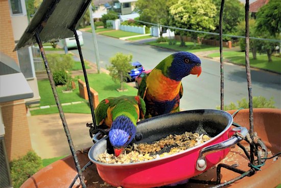 Epaulettes (left) and Ms Golden – one of three pairs that feed on Deb and Mike’s balcony.
