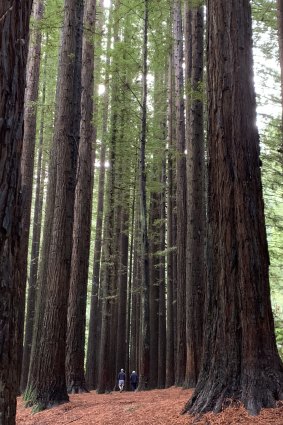 Redwoods and their humble human audience in Great Otway National Park.