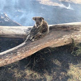 A koala and its joey rescued from bushfires around the Gold Coast in September. 