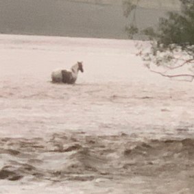 Justin Orr's horse could only stand as it waited for the flood conditions to subside.