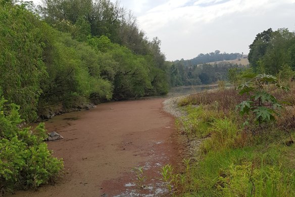 Long stretches of the Manning River have become stagnant. 