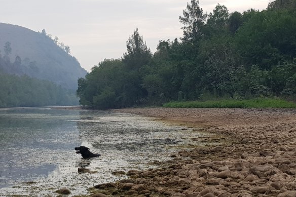 The Manning River has all but stopped flowing as the drought across NSW intensifies. 